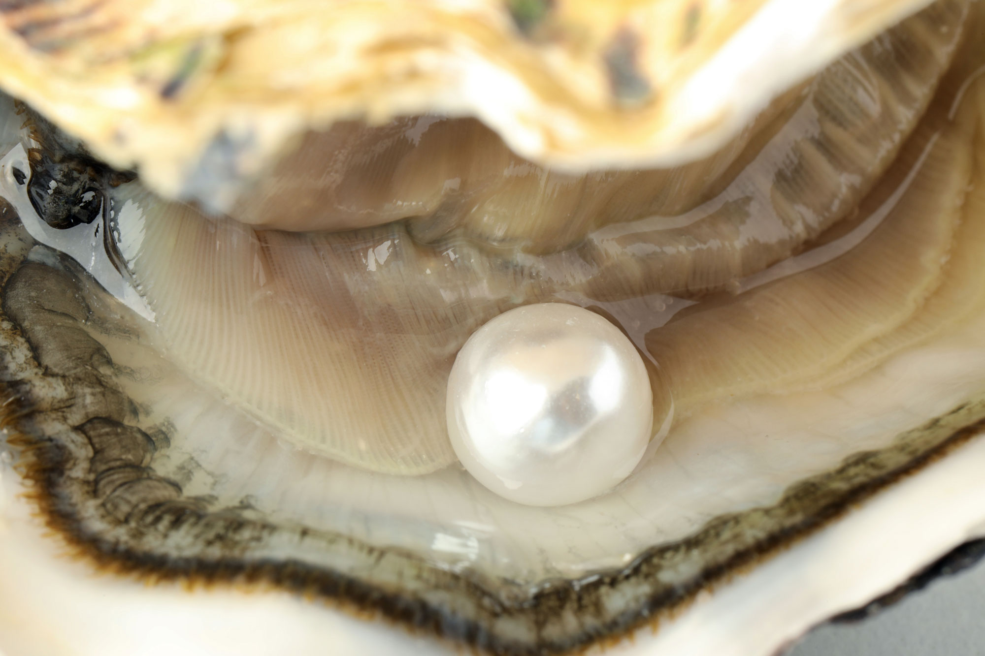 perles akoya de chine 04