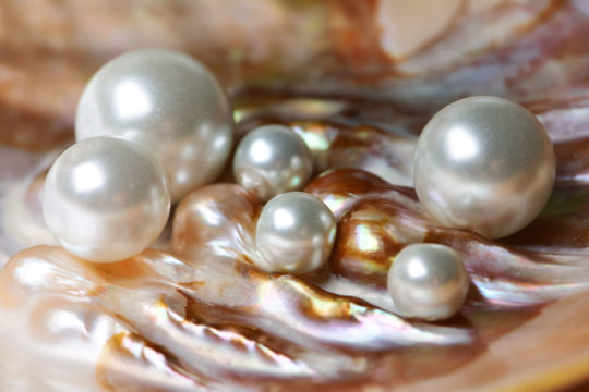 pourquoi la perle meurt comment et pourquoi