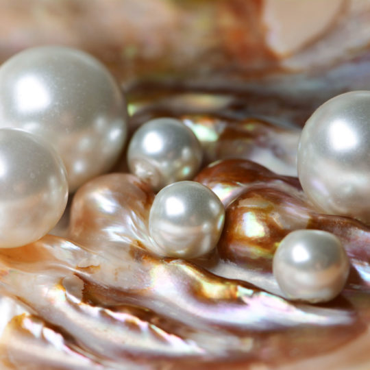 pourquoi la perle meurt comment et pourquoi