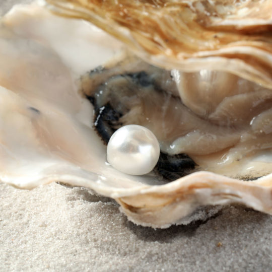 quels sont les principaux mollusques et huitres productrices de perles