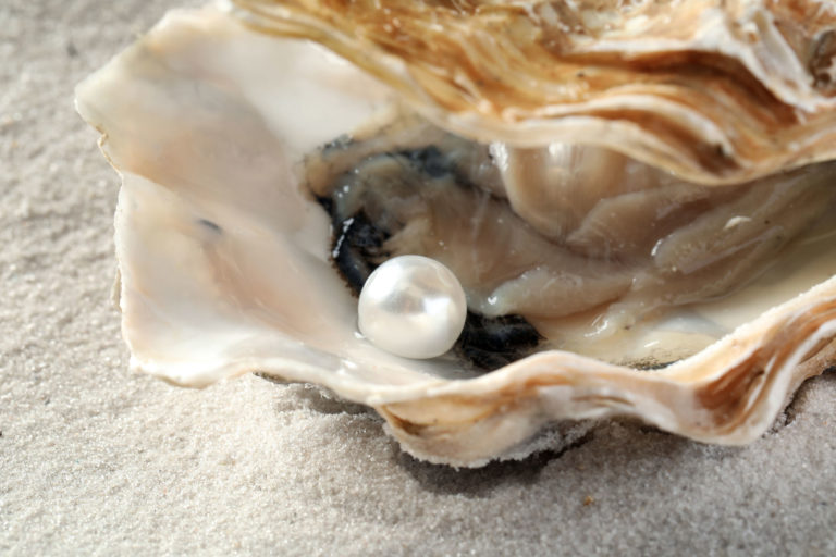 quels sont les principaux mollusques et huitres productrices de perles