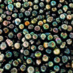 perles de tahiti excellence joaillerie polynesienne